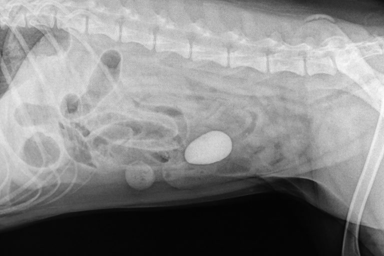 Intestinal Foreign Body Obstruction in Dogs Evesham Veterinary Clinic